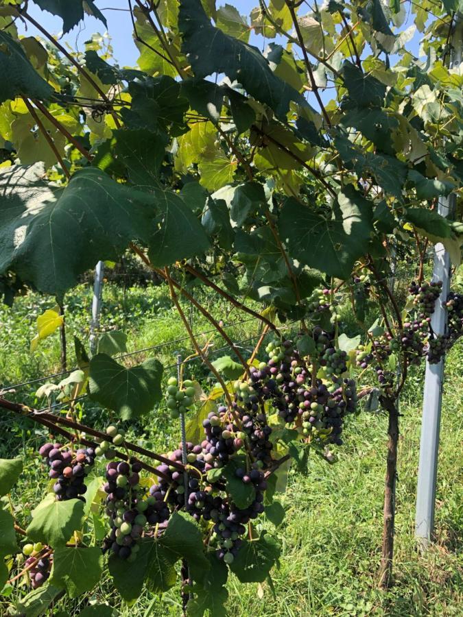 Winzerhaeuschen Kern Fehring Exterior foto