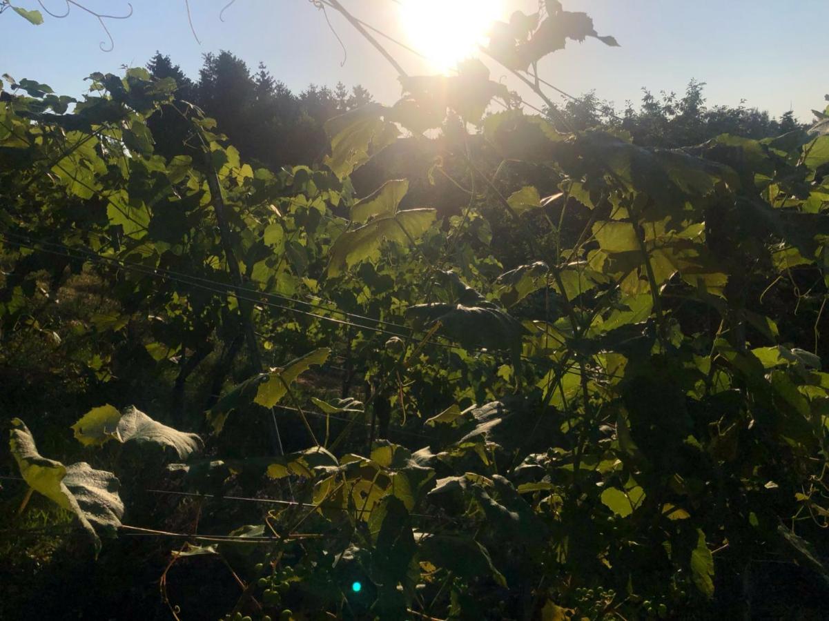 Winzerhaeuschen Kern Fehring Exterior foto